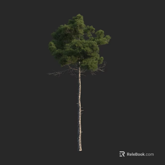 Tall Arbor With Straight Trunk And Lush Green Canopy Foliage 3d model 
