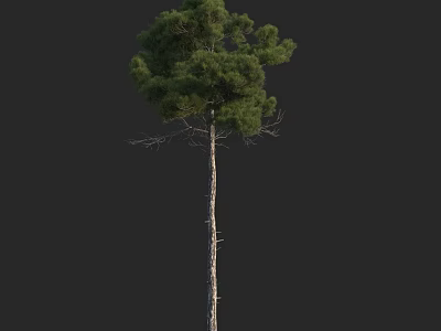 Tall Arbor With Straight Trunk And Lush Green Canopy Foliage 3d model