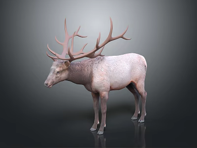 3D Model of Deer With Large Antlers and Light Colored Body Standing on Dark Background 3d model