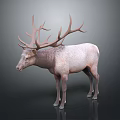 3D Model of Deer With Large Antlers and Light Colored Body Standing on Dark Background