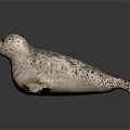 Detailed Lifelike 3D Seal Model With Spotted Fur On Gray Background