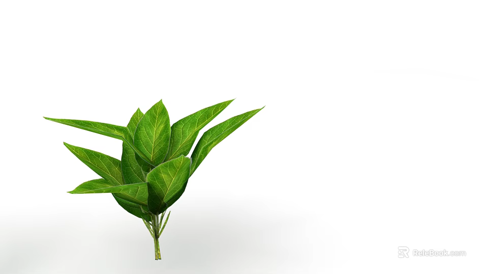 Fresh Green Indoor Plant Leaves With Vibrant Foliage On White Background 3d model 