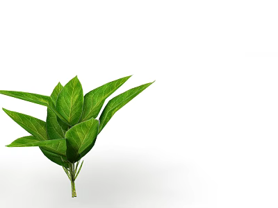 Fresh Green Indoor Plant Leaves With Vibrant Foliage On White Background 3d model