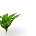 Fresh Green Indoor Plant Leaves With Vibrant Foliage On White Background
