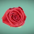 Vibrant Red Rose Plant With Green Stem And Blooming Petals On Light Green Background