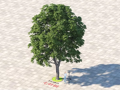 Lush Green Arbor Tree With Strong Trunk On Paved Ground Shadow 3d model