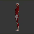 Medical Device For Human Muscle Anatomy Education With Clear Structure Model