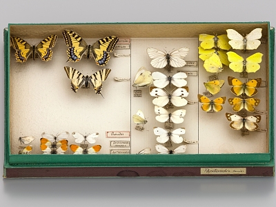 Butterfly specimen box specimen box 3d model