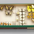 Butterfly specimen specimen box specimen box 3d model