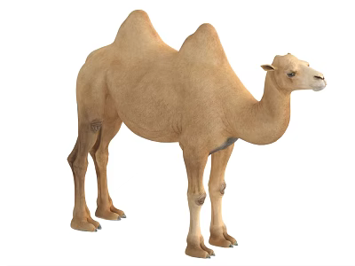 Detailed Light Brown Bactrian Camel Standing Isolated on White Background 3d model