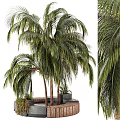 Modern Tree Pit Design With Palm Trees Wooden Border And Stone Benches Small Plants