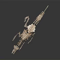 High Quality Medical Skeleton Model For Educational Training In Healthcare Institutions