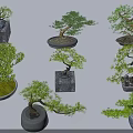 Various Bonsai Trees With Different Styles Stone Bases And Curved Branches 3d model