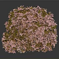 Beautiful Bonsai Plant With Pink Flowers In Brown Square Pot And Green Moss
