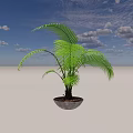 Lush Green Palm Potted Plant In Ceramic Pot With Leaf Shadows
