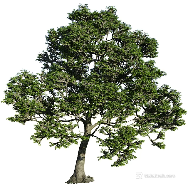 Healthy Evergreen Shrub With Lush Green Foliage And Dense Branch Structure 3d model 