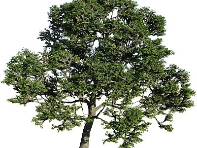 Healthy Evergreen Shrub With Lush Green Foliage And Dense Branch Structure 3d model