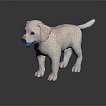 Cute White Labrador Puppy Standing on Black Shiny Surface with Reflection 3d model