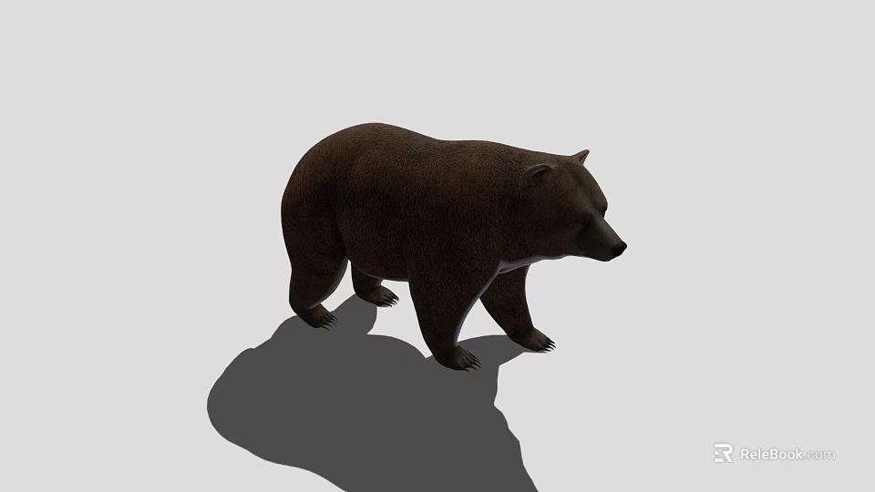 Realistic Brown Bear 3D Model Standing On Gray Background With Shadow 3d model 
