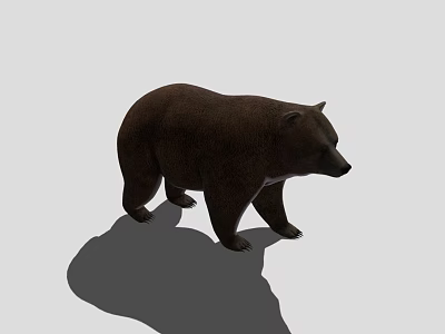Realistic Brown Bear 3D Model Standing On Gray Background With Shadow 3d model