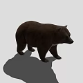 Realistic Brown Bear 3D Model Standing On Gray Background With Shadow