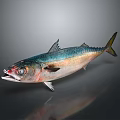 Fresh Fish With Blue Green Silver Body Red Eye And Shiny Reflection Against Gray Background