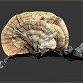 Vibrant Yellow Orange Ganoderma Plant With Fan Shaped Caps On Wooden Plank Against Dark Background
