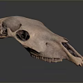 Detailed Animal Skull Skeleton with Anatomical Structure and Fossil Teeth Features