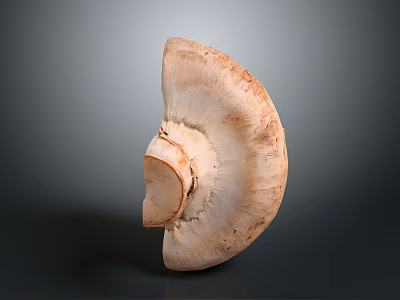 Sliced Half Mushroom Close Up View With White Brown Color And Gray Background 3d model