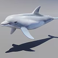 3D Dolphin Rendering in Jumping Pose on Light Background with Shadow 3d model