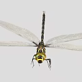 Dragonfly With Transparent Wings Black Yellow Body And Compound Eyes