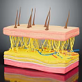 Human Skin Structure with Hair Follicles Layers and Blood Vessels Anatomical Model