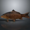 Realistic Brown Carp With Detailed Scales And Reflection On Gray Background 3d model