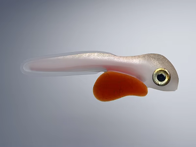 Aquatic Animal With Transparent Body Orange Fin And Golden Eye Features 3d model