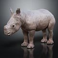Baby Gray Rhinoceros Model Standing On Dark Background With Reflection 3d model
