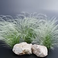 Green Grass with Long White Fluffy Leaves and Two White Stones Against Dark Blue Background
