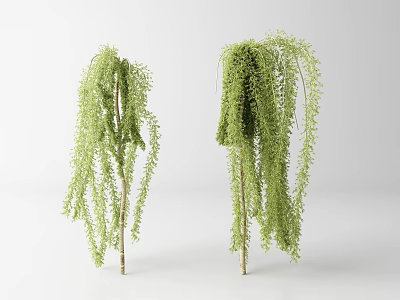 Weeping Willow Trees With Green Drooping Branches And Light Colored Trunks On White Background 3d model