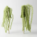 Weeping Willow Trees With Green Drooping Branches And Light Colored Trunks On White Background 3d model