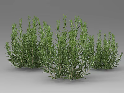 Green Rosemary Plants With Slender Leaves Naturally Growing In Clusters 3d model