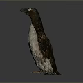 Realistic 3D Penguin Model With Detailed Texture Standing Pose And Studio Lighting
