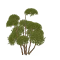 arbor modeling tree 3d model