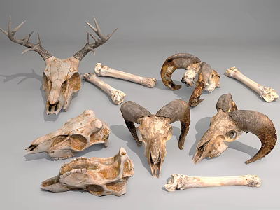 Modern Bone Animal Bone 3d model Modern Bone Animal Bone 3d model