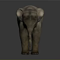 Realistic Baby Elephant 3D Model With Detailed Texture And Standing Pose On Gray Background
