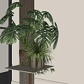 Large Leaf Monstera Indoor Potted Plant With Small Green Plants In Brown Pot