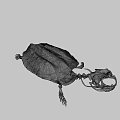 Anatomical Turtle Skeleton Display With Detailed Carapace On Green Geometric Background
