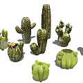 Various Types of Cactus Bonsai Potted Plants for Indoor Home Decor