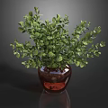 Lush Green Foliage in Dark Colored Vase on Shiny Reflective Surface 3d model