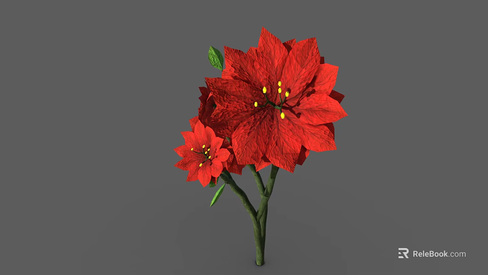 Vibrant Poinsettia Plant Displaying Red Blooms Green Leaves and Strong Stems 3d model 