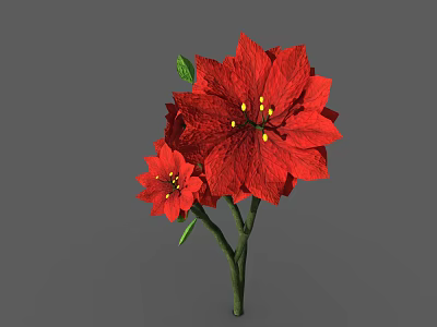 Vibrant Poinsettia Plant Displaying Red Blooms Green Leaves and Strong Stems 3d model
