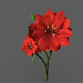 Vibrant Poinsettia Plant Displaying Red Blooms Green Leaves and Strong Stems